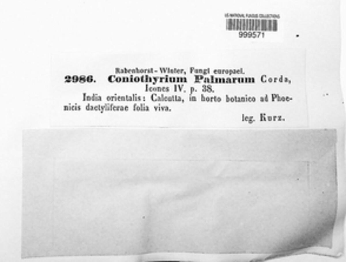 Coniothyrium palmarum image